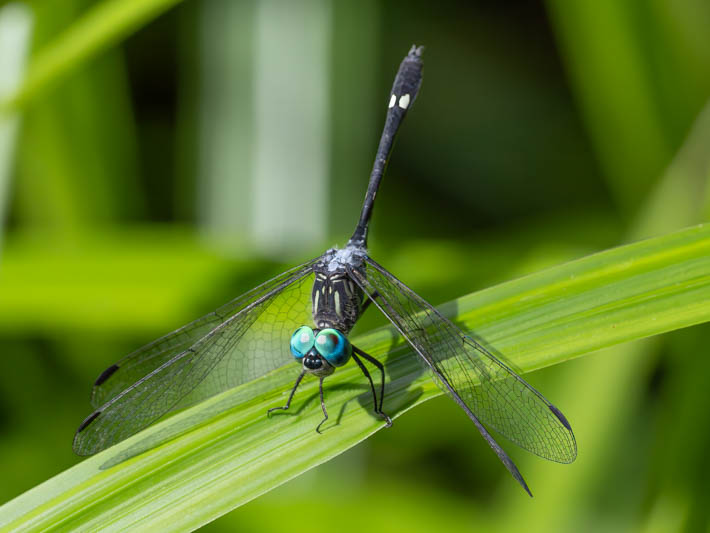 Micrathyria mengeri (Fork-tipped Dasher) male.jpg